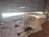 Nashik Leopard Rescue : अखेर गिरणारे ग्रामस्थांच्या जिवाची घालमेल थांबली! दोन बिबटे जेरबंद