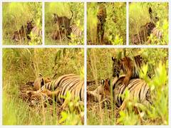 PHOTO : शर्मिली आणि तिच्या बछड्यांच्या बाललीला कॅमेऱ्यात कैद