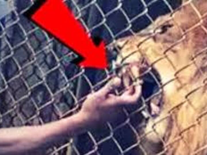 Visitors watch in shock as lion bites off man’s finger at zoo in Jamaica Watch: चिड़ियाघर में शेर ने किया आदमी पर हमला, सहम गए वहां मौजूद लोग, आप भी देखें