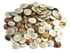 Gomati Chakra Benefits: ઘર માટે ગોમતી ચક્ર શા માટે જરૂરી છે? ફાયદા જાણીને તમને આશ્ચર્યચક્તિ થઇ જશો