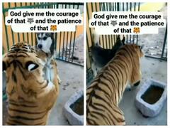 Watch: कुत्ते के सामने छूटे बाघ के पसीने, वीडियो देख हैरत में पड़े लोग 