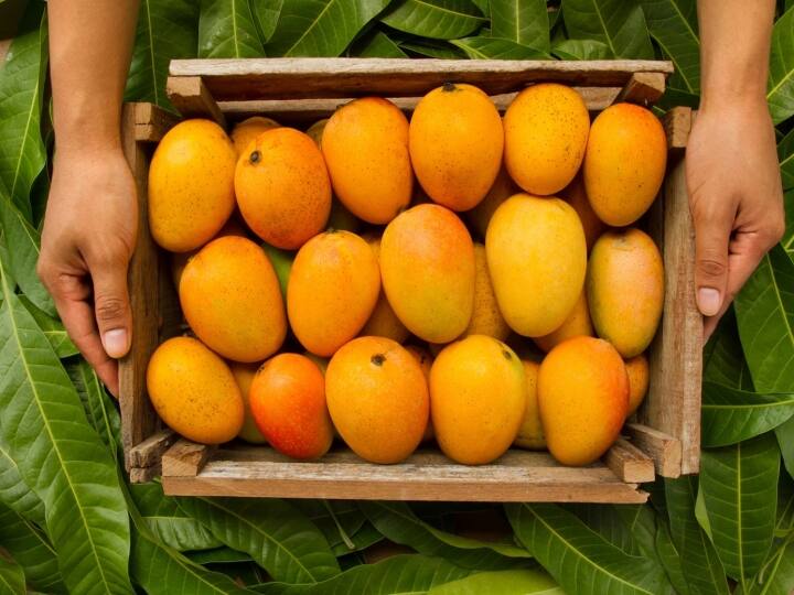 Mangoes : இந்த முறையில மாம்பழங்கள் சாப்பிட்டா, உங்க எடை சரசரன்னு இறங்கும்.. டாப் சீக்ரெட்ஸ்