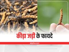 Cordyceps Benefits: सेक्सुअल हेल्थ को बेहतर करता है 'कीड़ा जड़ी', जानें इसके अन्य अद्भुत फायदे