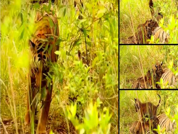 शर्मिली वाघीण आणि बछड्यांची धम्माल मस्ती