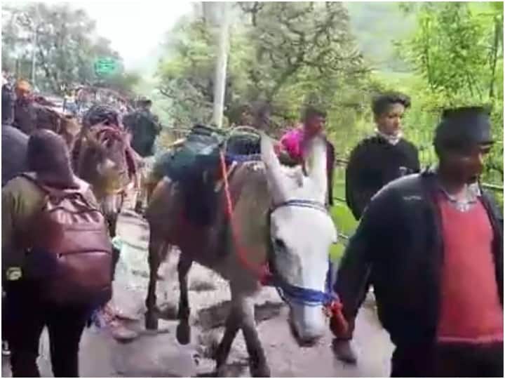Char Dham Yatra  state government took cognizance of death horses and mules on foot in Chardham Yatra Char Dham Yatra: चारधाम यात्रा में पैदल मार्ग पर घोड़े-खच्चरों की मौत का राज्य सरकार ने लिया संज्ञान, जांच के लिए गठित कमेटी