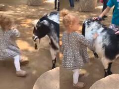 Watch: बकरे सहला रही थी छोटी बच्ची, फिर जो हुआ उसे देख आपको नहीं हो यकीन