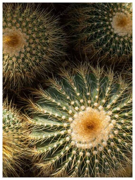 औषधीय गुणों से भरपूर है कैक्टस