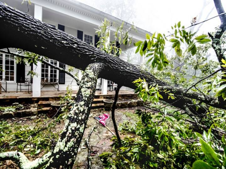 Delhi Loses Over 290 Trees In Monday Thunderstorm LG Asks For Thorough Review Of Causes Delhi Loses Over 290 Trees In Monday's Thunderstorm, LG Asks For Thorough Review Of Causes