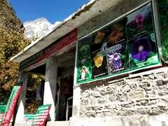 Joshimath Flower Valley: कल से खुल जाएगी फूलों की घाटी, UNESCO ने किया था विश्व धरोहर घोषित, जानें- क्या है खास