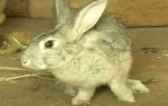 Rabbit Farm Business in Bodhan: ఇష్టంతో మొదలుపెట్టి బిజినెస్ ఏర్పాటు చేసిన బోధన్ యువకుడు | ABP Desam