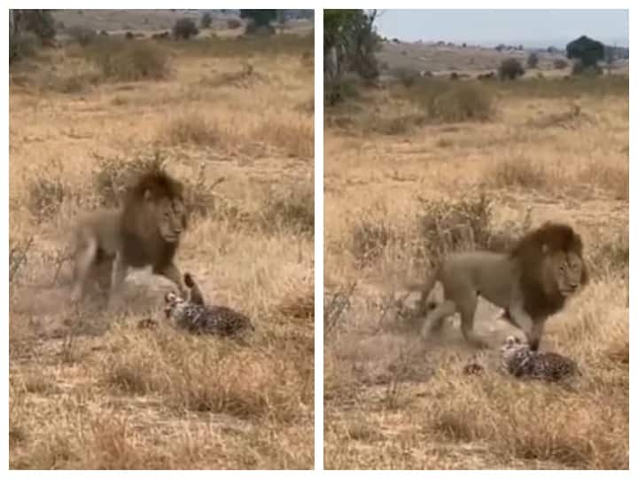 Lion defeated Leopard in one shot in Lion Attacks on Leopard Trending Video Watch: शेर ने एक ही वार में निकाली तेंदुए की गर्मी, जान की भीख मांगते दिखा जानवर