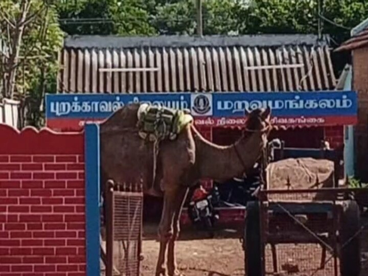 துபாய் வடிவேலுக்கு ‛டஃப்’ கொடுத்த சவுதி சரவணன்... மணல் கடத்தலை தடுக்க வந்த போலீஸ் ஷாக்!