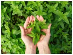 Joint Pain: आयुर्वेदिक जड़ी बूटियों से जोड़ों के दर्द को इन नेचुरल तरीकों से करें खत्म