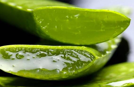 'या' लोकांनी कोरफड ज्यूस पिऊ नये