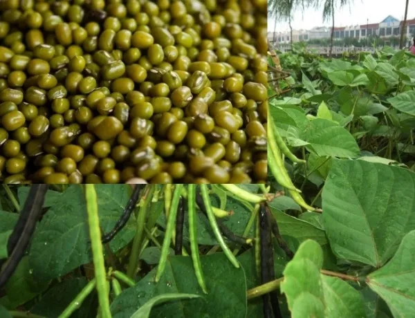  ਮੂੰਗੀ ਦੀ ਫਸਲ ਨੂੰ ਲੈ ਕੇ ਆੜ੍ਹਤੀਏ ਪੰਜਾਬ ਸਰਕਾਰ ਤੋਂ ਨਾਰਾਜ਼, 2.5 ਪ੍ਰਤੀਸ਼ਤ ਕਮਿਸ਼ਨ ਦੇਣ ਦੀ ਕੀਤੀ ਮੰਗ