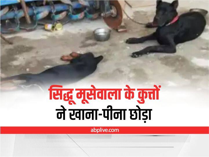 Sidhu Moosewala के दोनों कुत्तों को अपने मालिक के आने का इंतजार, खाना-पीना छोड़ा Sidhu Moose Wala two dogs Shera and Bagheera wait for their master to come stop eating and drinking Sidhu Moosewala के दोनों कुत्तों को अपने मालिक के आने का इंतजार, खाना-पीना छोड़ा