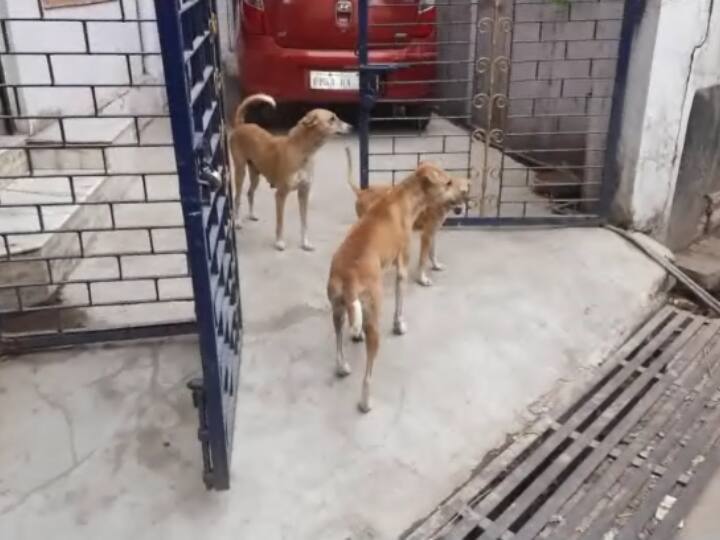 gorakhpur dog terror every day 250 people are reaching the hospital to get the injection ann Gorakhpur News: गोरखपुर में कुत्तों के काटने से दहशत में लोग, हर दिन सौकड़ों लोग इंजेक्शन लेने पहुंच रहे अस्पताल