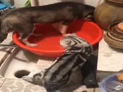 बिल्ली हुई मजबूर तो कुत्ते को इस हरकत के लिए जड़ दिया थप्पड़, देखें Funny Video