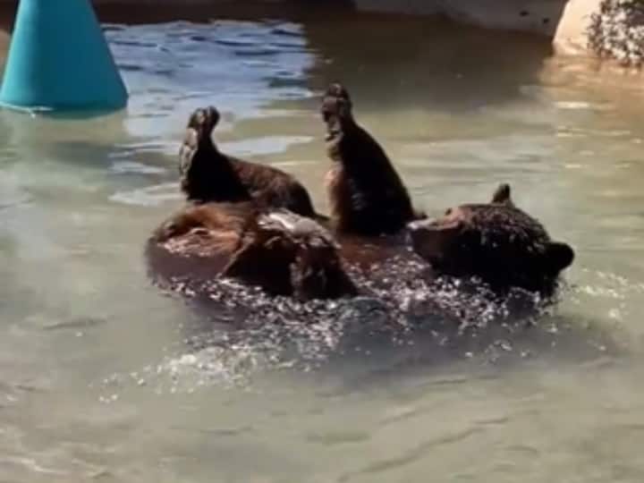 Bear taking bath and beating the heat twitter loves the viral video तपती गर्मी में ये भालू पानी में करता है Chill, आप भी देखिए इसका ये निराला अंदाज़