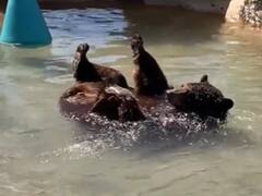 तपती गर्मी में ये भालू पानी में करता है Chill, आप भी देखिए इसका ये निराला अंदाज़