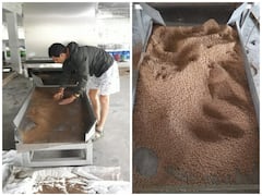 Bihar News: बिहार में लीची किसानों को देंगी डबल मुनाफा, अब गुठली से बने चारे से मछलियां होंगी स्वस्थ, जानें- कैसे?