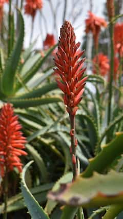 Alovera Benefits : वजन कमी करायचं आहे? मग कोरफडचा 'असा' करा वापर