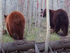 Watch: जंगल में दो भालुओं के बीच दिखा ‘Love Connection’, देखिए ये मनमोहक वीडियो