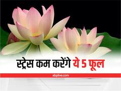 Magical Flower: ये 5 फूल करेंगे आपका तनाव दूर, रिश्तों में आएंगी अपार खुशियां