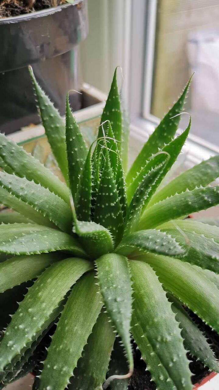 कोरफड (Aloe Vera) ही एक औषधी वनस्पती असून याचा वापर त्वचा (Skin Care) आणि केसांच्या (Hair) सौंदर्यासाठी (Beaty Tips) वर्षानुवर्षे केला जातो. कोरफड केवळ त्वचेसाठीच नाही तर अनेक आजारांवर (Medical Benefits og Aloe Vera) रामबाण उपाय आहे.