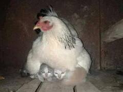 तूफान के बीच मुर्गी ने की बिल्ली के दो बच्चों की रक्षा, देखिए दिल को छू लेने वाली ये Viral Photo