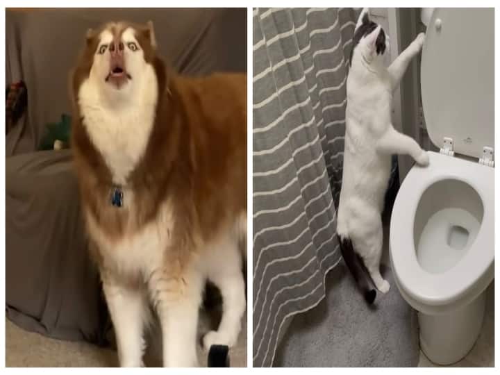 viral videos in internet  which steal your heart viral videos: அசால்ட் செய்யும் நாய், பூனை -  இணையத்தை கலக்கும் வைரல் வீடியோஸ்!
