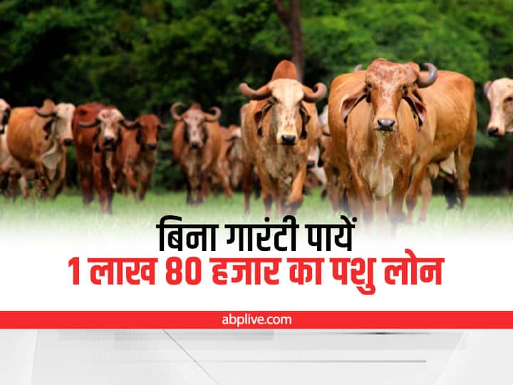 Animals will get loan without guarantee on Pashu Kisan Credit Card Pashu Kisan credit Card: गाय, भैंस, मुर्गी और बकरी, सभी के लिये क्रेडिट कार्ड पर मिलेगा लोन, ये हैं जरूरी दस्तावेज
