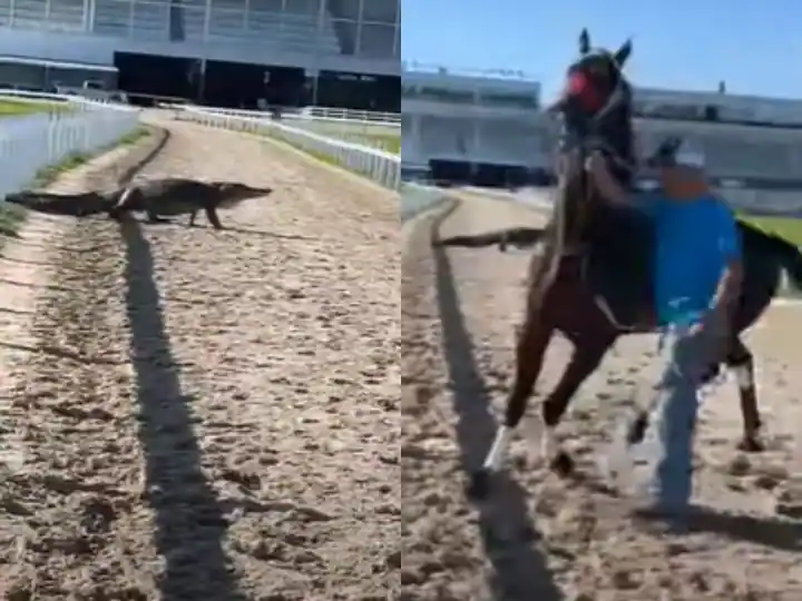 ਰੇਸਟ੍ਰੈਕ 'ਤੇ ਮਗਰਮੱਛ ਦੇਖ ਘੋੜੇ ਦੀ ਸਿੱਟੀ-ਬਿੱਟੀ ਗੁੱਲ, ਕੈਮਰੇ 'ਚ ਕੈਦ ਹੋਈਆਂ ਘੋੜੇ ਦੀ ਪ੍ਰੇਸ਼ਾਨੀ ਵਾਲੀਆਂ ਹਰਕਤਾਂ Viral Video: Horse condition after seeing crocodile on racetrack ਰੇਸਟ੍ਰੈਕ 'ਤੇ ਮਗਰਮੱਛ ਦੇਖ ਘੋੜੇ ਦੀ ਸਿੱਟੀ-ਬਿੱਟੀ ਗੁੱਲ, ਕੈਮਰੇ 'ਚ ਕੈਦ ਹੋਈਆਂ ਘੋੜੇ ਦੀ ਪ੍ਰੇਸ਼ਾਨੀ ਵਾਲੀਆਂ ਹਰਕਤਾਂ