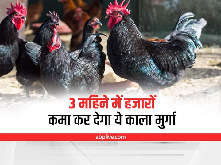 better management of Kadaknath Poultry will give profit of lakhs Poultry Farming for Better Income: लाखों का मुनाफा देगी कड़कनाथ मुर्गे की Poultry, इस तरह से करें Management