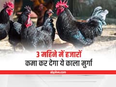 Poultry Farming for Better Income: लाखों का मुनाफा देगी कड़कनाथ मुर्गे की Poultry, इस तरह से करें Management
