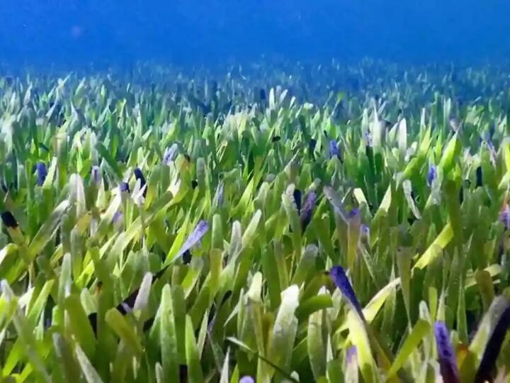World Largest Plant posidonia australis found in australia covered 180 km area under water World Largest Plant: जानें किस देश में मिला दुनिया का सबसे बड़ा पौधा, लंबाई जान नहीं होगा यकीन