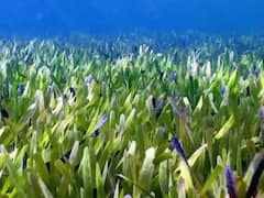 World Largest Plant: जानें किस देश में मिला दुनिया का सबसे बड़ा पौधा, लंबाई जान नहीं होगा यकीन