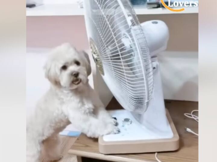 smart dog opening the door close switching on the fan, off the lights, goes viral Watch: ये कुत्ता है बहुत स्मार्ट, करता है सारे काम, आप भी देखिए इसकी हरकतें