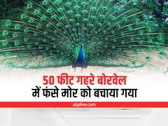 Agra Peacock Rescue: 50 फीट गहरे बोरवेल में फंसे मोर को किया गया रेस्क्यू, बाद में आशियाने पर छोड़ा
