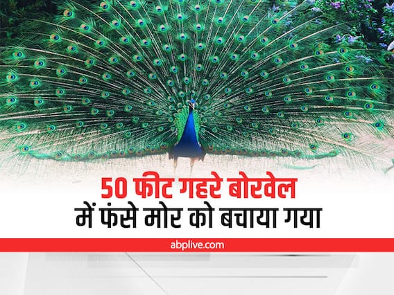 Agra Peacock Rescue: 50 फीट गहरे बोरवेल में फंसे मोर को किया गया रेस्क्यू, बाद में आशियाने पर छोड़ा Agra Peacock Rescue: 50 फीट गहरे बोरवेल में फंसे मोर को किया गया रेस्क्यू, बाद में आशियाने पर छोड़ा