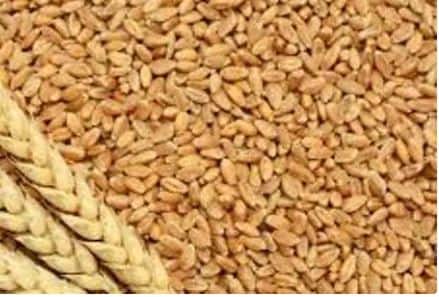 Wheat prices bounce back after meeting of floor mill federation with govt Wheat prices : गव्हाच्या किंमतीत 10 ते 15 टक्के वाढ होण्याची शक्यता