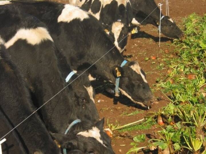 Hanumangarh में चारे की भारी कमी से पशुओं को बेचने पर मजबूर किसान, फायदे की जगह हो रहा नुकसान, जानिए वजह Hanumangarh Rajasthan Farmers are selling animals due to shortage of fodder because of loss Hanumangarh में चारे की भारी कमी से पशुओं को बेचने पर मजबूर किसान, फायदे की जगह हो रहा नुकसान, जानिए वजह