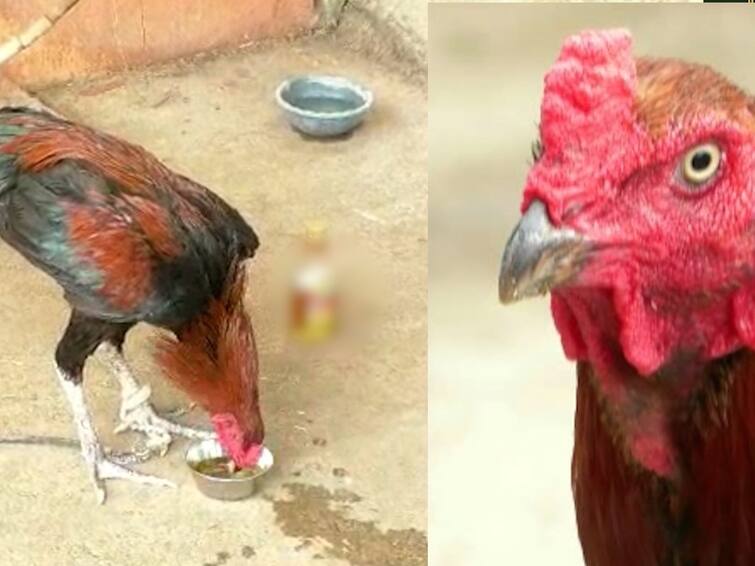 Maharashtra Bhandara Latest News in Marathi Cock alcohol  Addiction पेताड कोंबडा....अट्टल बेवडा! मालकाला परवडेना