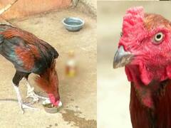 पेताड कोंबडा....अट्टल बेवडा! मालकाला परवडेना