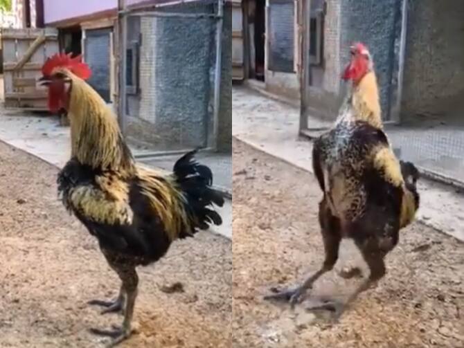 Chicken Rooster Sound Video Got Viral On Internet | Funny Video: मुर्गे को ऐसे बांग देते शायद ही पहले कभी सुना हो, इसका स्टाइल है सबसे अलग Chicken Rooster Sound Video Got Viral On Internet | Funny Video: मुर्गे को ऐसे बांग देते शायद ही पहले कभी सुना हो, इसका स्टाइल है सबसे अलग