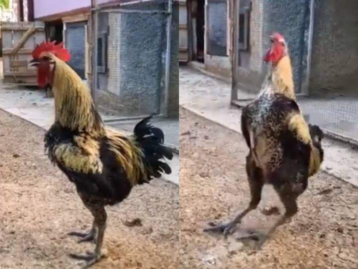 chicken rooster sound video got viral on internet Funny Video: मुर्गे को ऐसे बांग देते शायद ही पहले कभी सुना हो, इसका स्टाइल है सबसे अलग