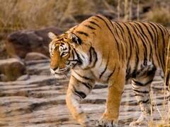 Bahraich News: शिकारियों के फंदे में फंसकर घायल हो गई थी बाघिन, इलाज के बाद जंगल में छोड़ा गया