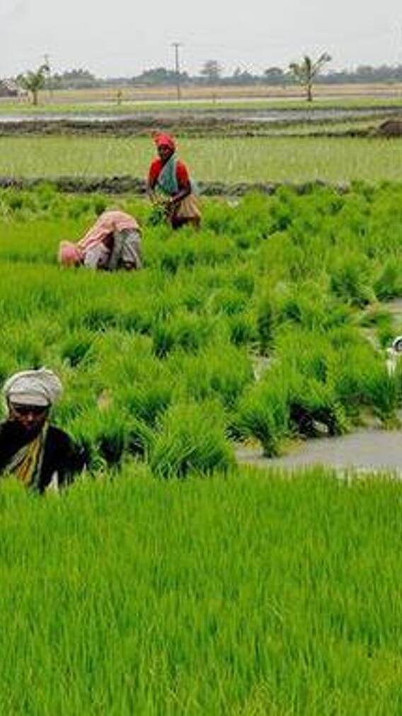 சம்பா சாகுபடி குறித்து தெரிந்து கொள்வோம்