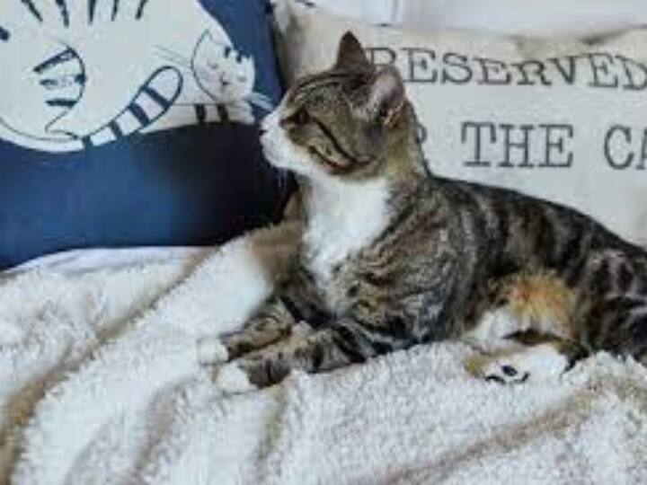 Watch: बदली बदली है इस बिल्ली की चाल, देखिए एक बिलकुल अलग कैटवॉक a cat walking in different manner video goes viral on social media Watch: बदली बदली है इस बिल्ली की चाल, देखिए एक बिलकुल अलग कैटवॉक