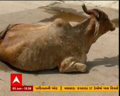 જામનગરમાં લમ્પી વાયરસને અંકુશમાં લેવાની કામગીરી